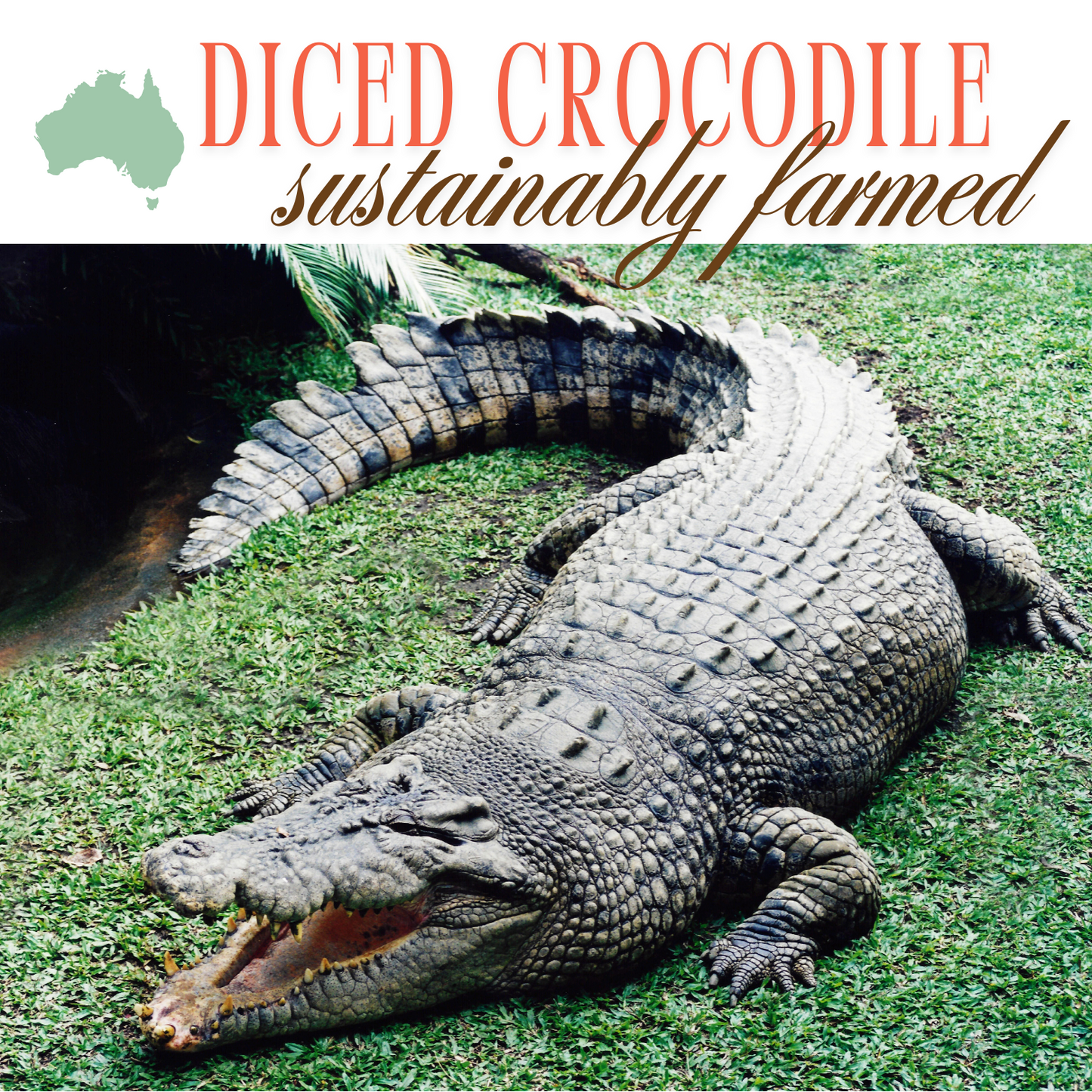 Crocodile meat diced
