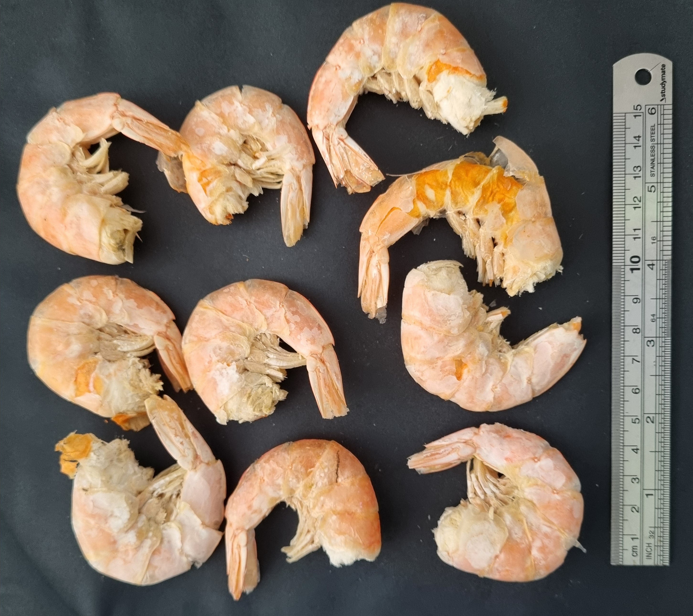 Preawn Shells Extra Large Prawns - no head, with shell – Wholesale Freeze Dried Foods